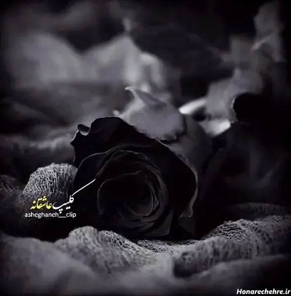 عکس گل برای تصویر زمینه شاد