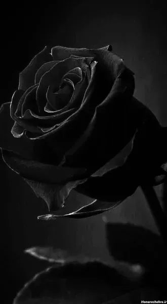 عکس گل برای تصویر زمینه شاد