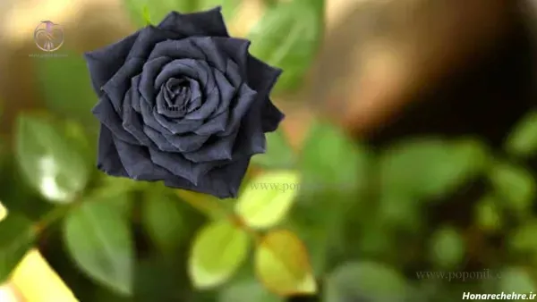 عکس گل برای تصویر زمینه شاد