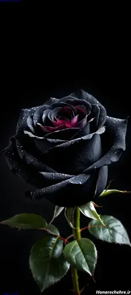 عکس گل برای تصویر زمینه شاد