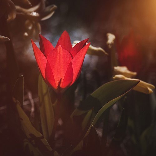 عکس گلهای لاله زیبا با کیفیت 4K