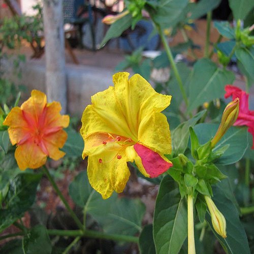 عکس گل لاله با کیفیت بالا