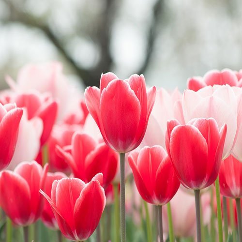 عکس گل لاله با کیفیت بالا