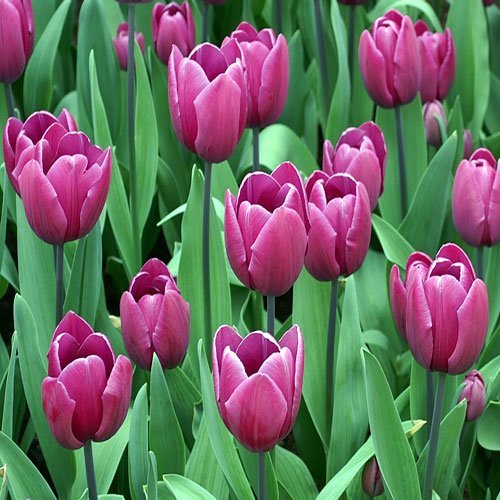  عکس گلهای لاله زیبا با کیفیت 4K