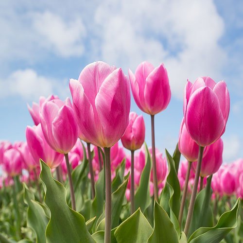  عکس گلهای لاله زیبا با کیفیت 4K