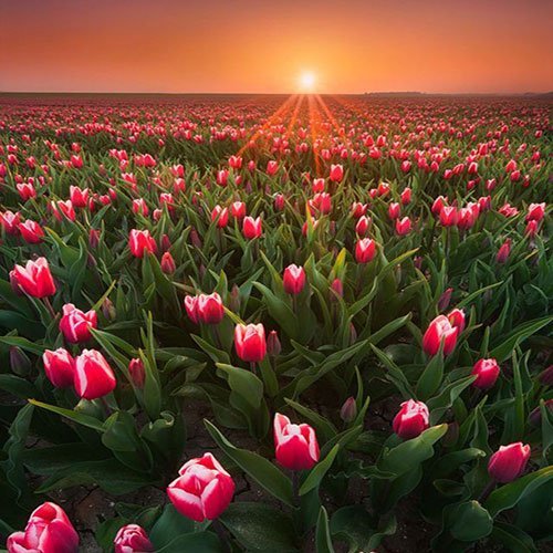 عکس گل لاله با کیفیت بالا