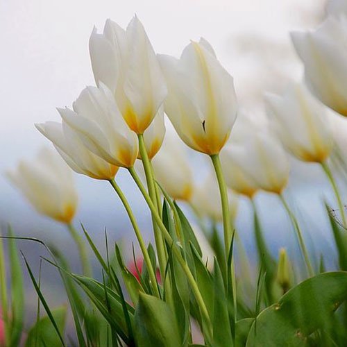  عکس گلهای لاله زیبا با کیفیت 4K