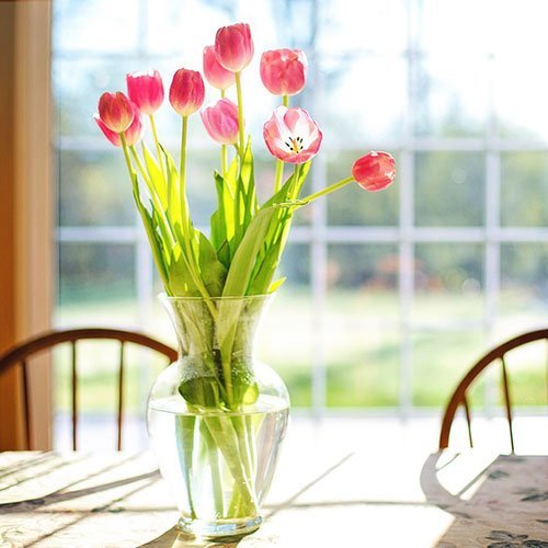  عکس گلهای لاله زیبا با کیفیت 4K