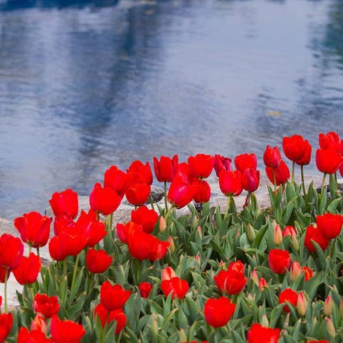  عکس گلهای لاله زیبا با کیفیت 4K