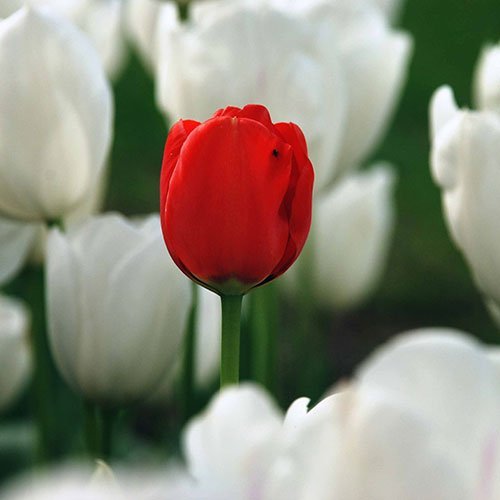  عکس گلهای لاله زیبا با کیفیت 4K