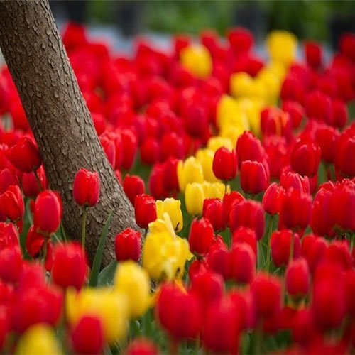 عکس گل لاله با کیفیت بالا