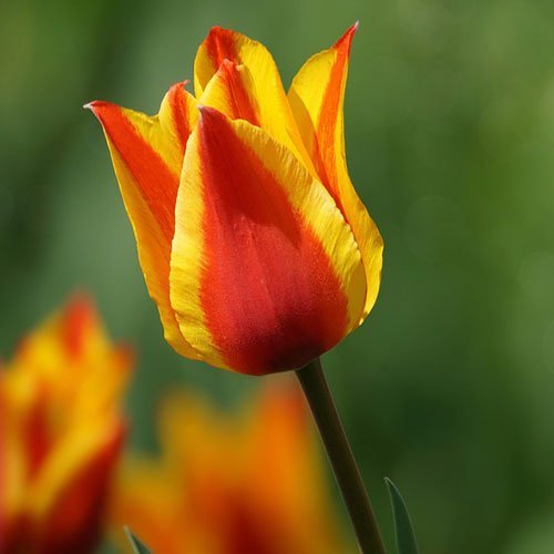  عکس گلهای لاله زیبا با کیفیت 4K