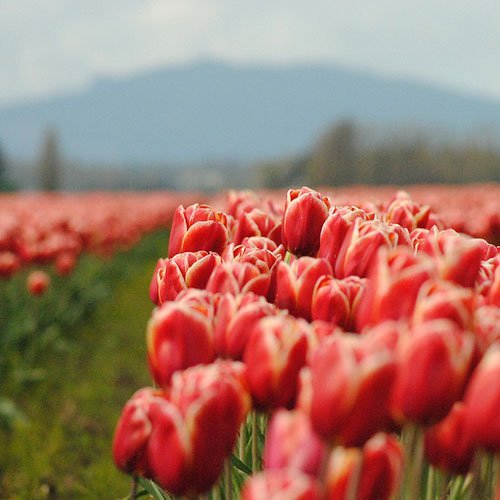  عکس گلهای لاله زیبا با کیفیت 4K