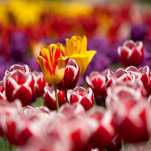 عکس گل لاله با کیفیت بالا