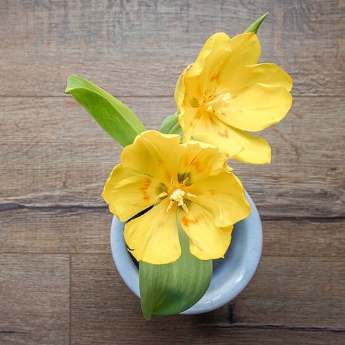 عکس گل لاله با کیفیت بالا