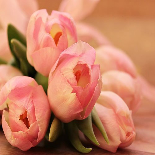 عکس گل لاله با کیفیت بالا