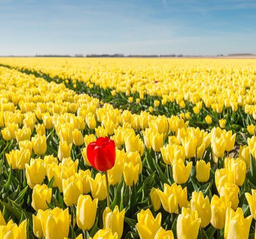 عکس گل لاله با کیفیت بالا