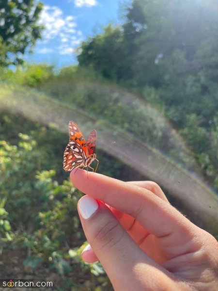 عکس پروانه رنگارنگ