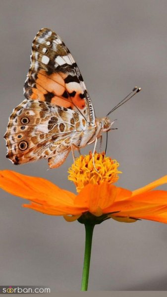 عکس پروانه رنگارنگ