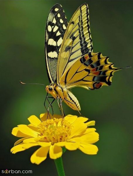 عکس پروانه رنگارنگ