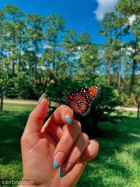  عکس پروانه های زیبا برای پروفایل دخترونه