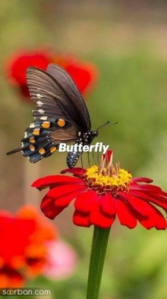  عکس پروانه های زیبا برای پروفایل دخترونه