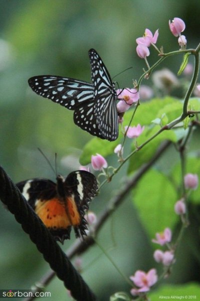 عکس پروانه رنگارنگ