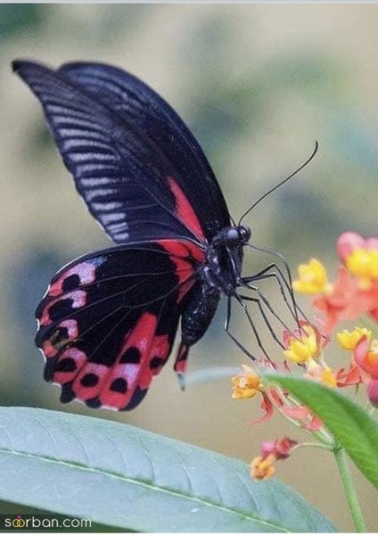 عکس پروانه رنگارنگ