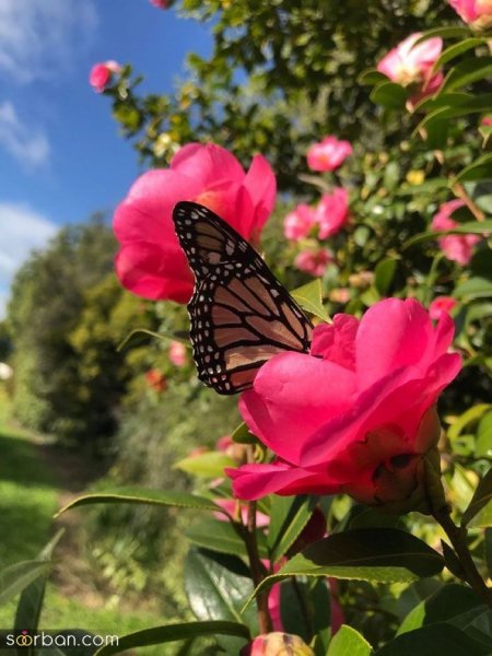 عکس پروانه رنگارنگ