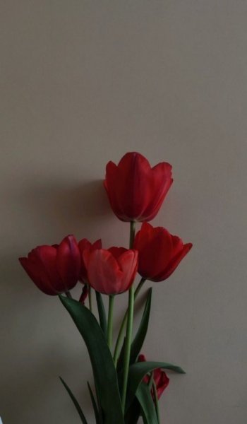 عکس گل رز قرمز مخملی