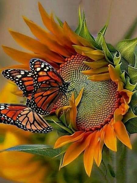 عکس گل آفتابگردان طبیعی