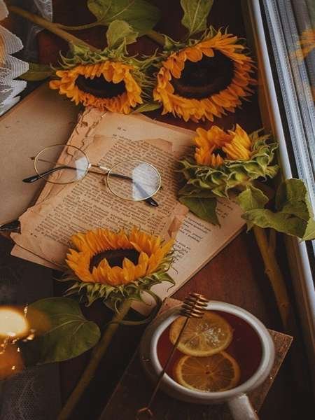  عکس مزرعه آفتابگردان