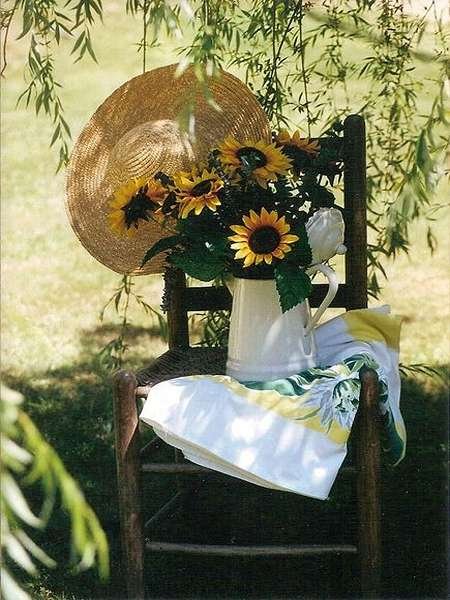  عکس مزرعه آفتابگردان