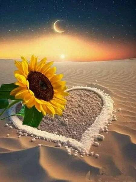  عکس مزرعه آفتابگردان