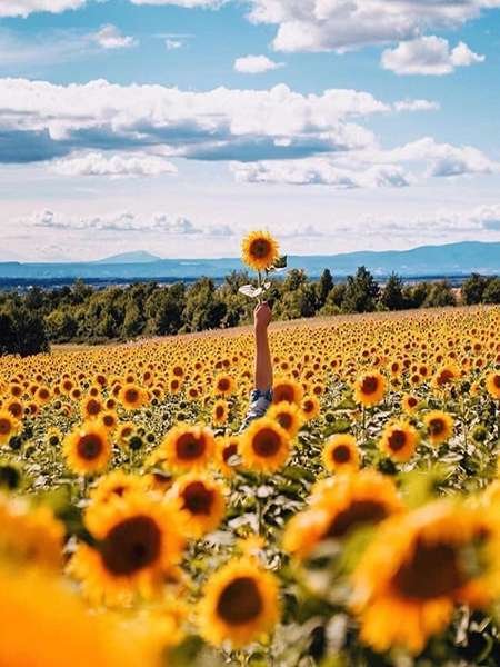 عکس گل آفتابگردان طبیعی