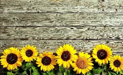 عکس گل آفتابگردان برای پروفایل