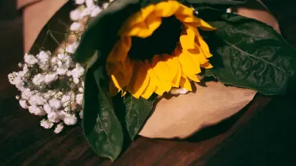  عکس گل آفتابگردان برای پروفایل