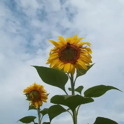  عکس گل آفتابگردان برای پروفایل