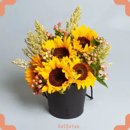  عکس گل آفتابگردان برای پروفایل