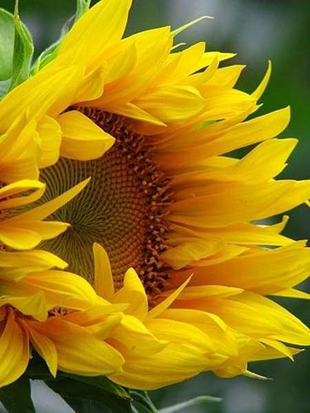  عکس گل آفتابگردان برای تصویر زمینه