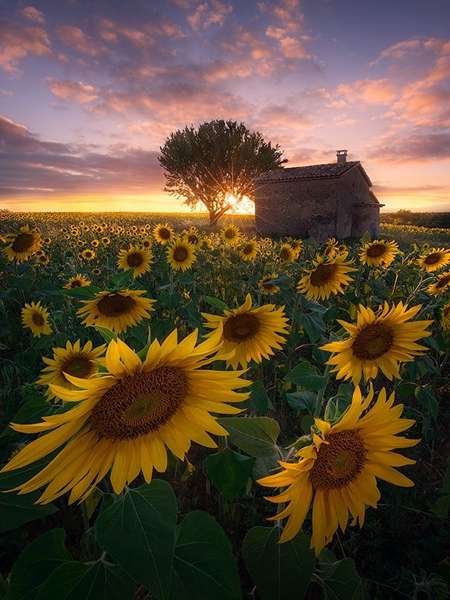  عکس گل آفتابگردان برای تصویر زمینه
