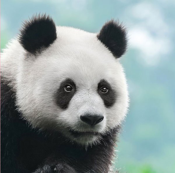  عکس پاندا غمگین و گوگولی