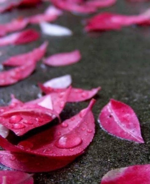  عکس های دخترانه صورتی