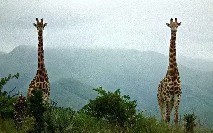  عکس زرافه با کیفیت بالا