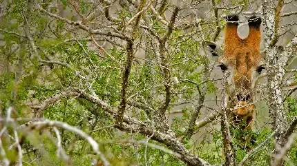  عکس زرافه با کیفیت بالا