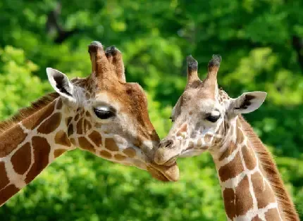  عکس زرافه با کیفیت بالا