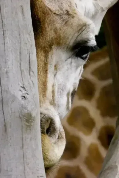  عکس زرافه با کیفیت بالا