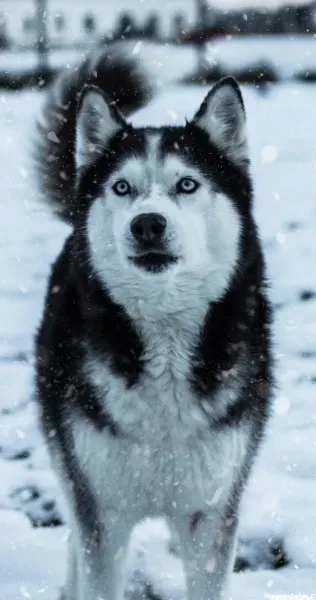  عکس سگ هاسکی بامزه و شیطون