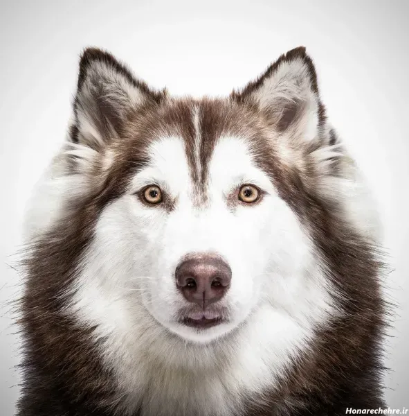  عکس سگ هاسکی بامزه و شیطون