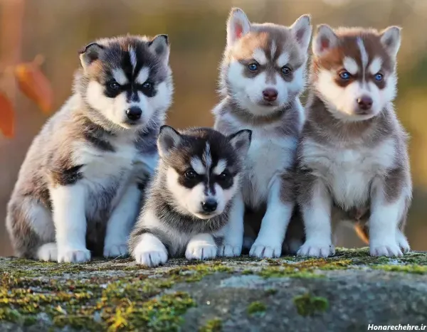  عکس سگ هاسکی بامزه و شیطون